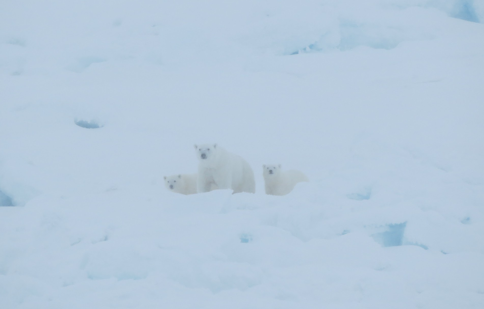 Polar bear with two young cubs in the snow