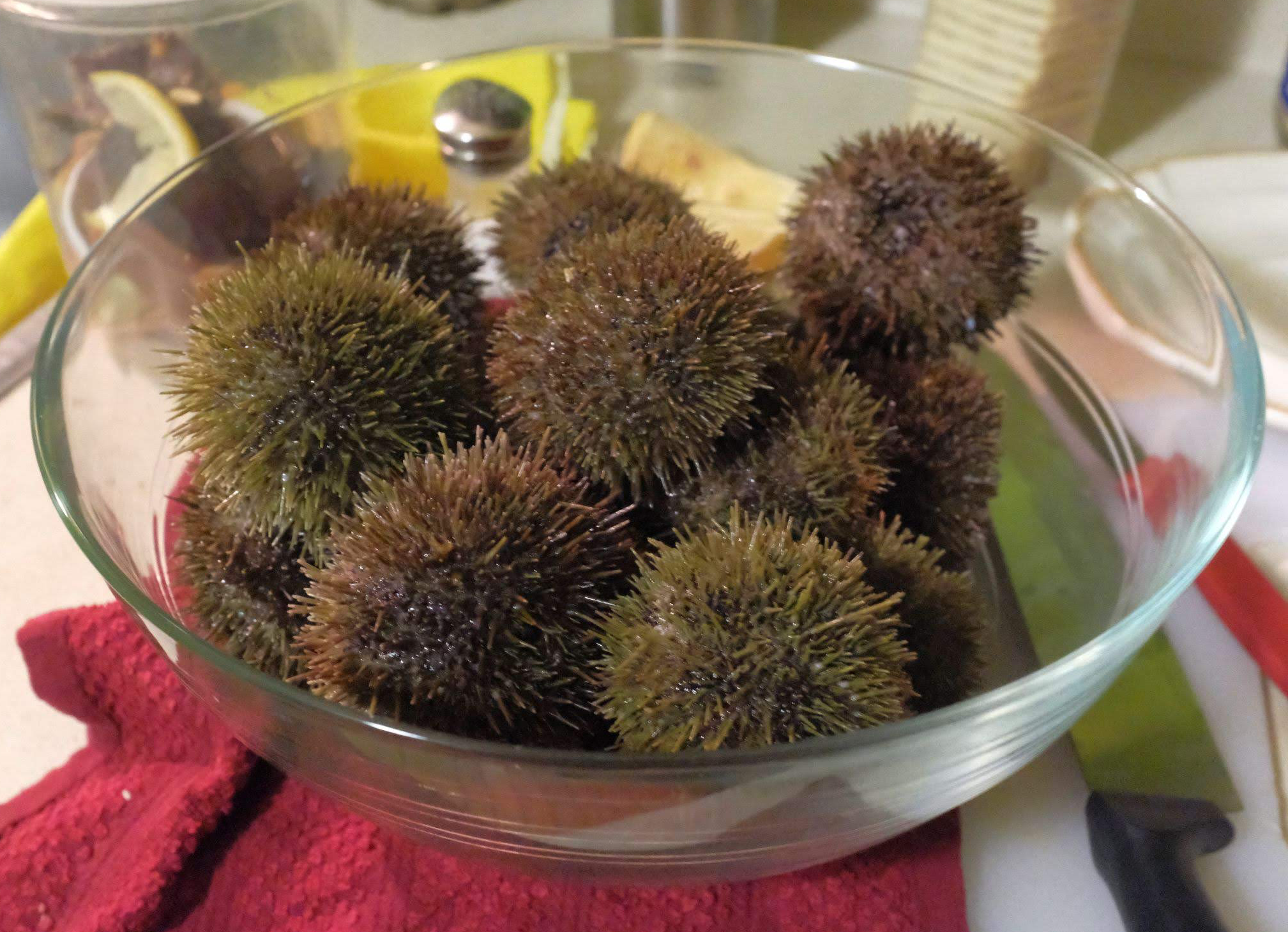 A pile of sea urchins in a glass bowl