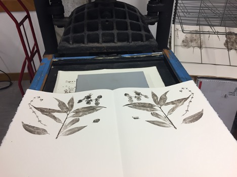 botanical photo on printing press