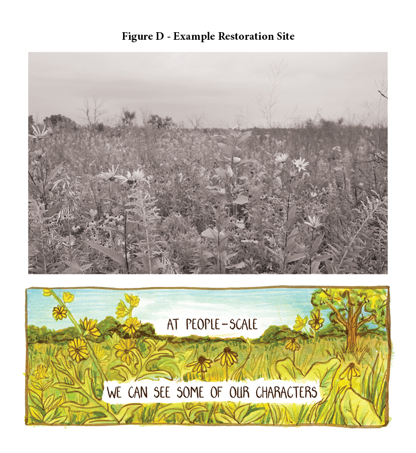 Figure D: Example Restoration Site. A restored fall prairie that fills the view. A variety of species are identifiable. Below, Marker rendering of a prairie landscape full of different, very distinct plants layers on top of each other.