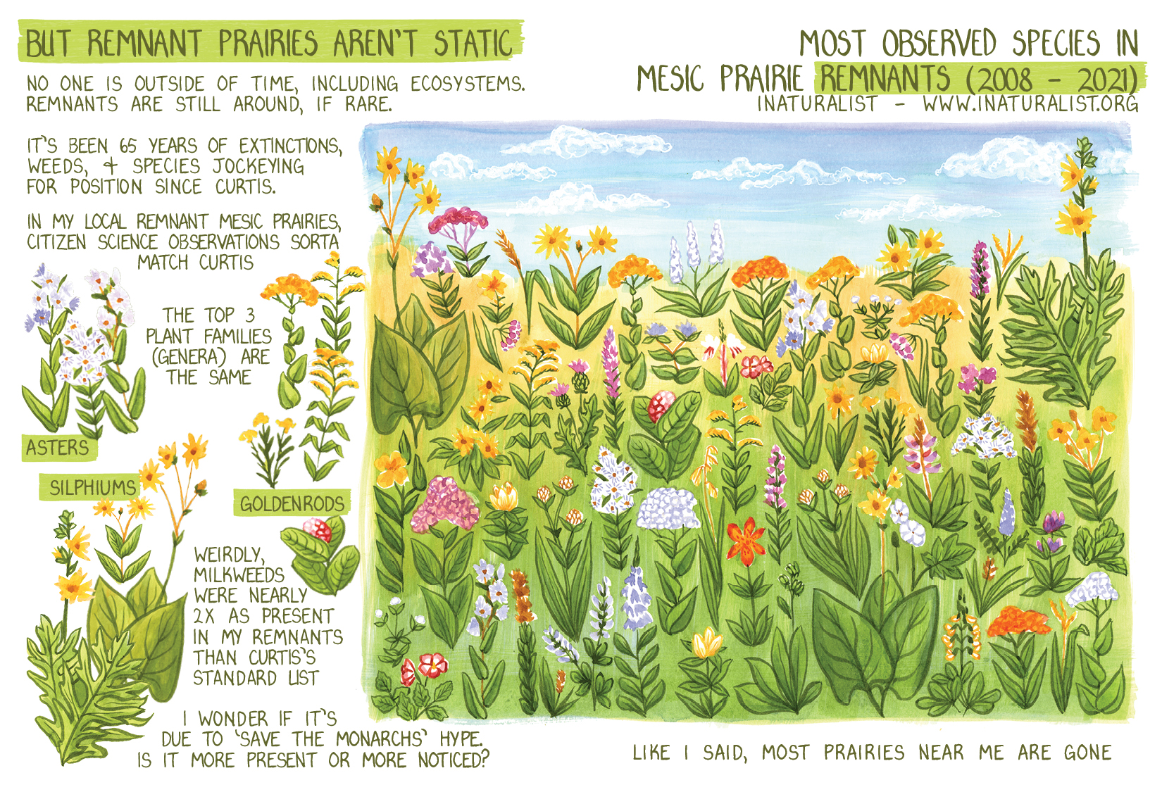 Another exploded rendering of a prairie in it’s diversity based on citizen reported species observations with community sourced IDs, depicting about 40 plants, with repeat appearances by species that observations listed as more common, reflected by statistics.  But remnant prairies aren’t static.  No one is outside of time, including ecosystems. Remnants are still around, if rare.  It’s been 65 years of extinctions, weeds, and species jockeying for position since Curtis.  