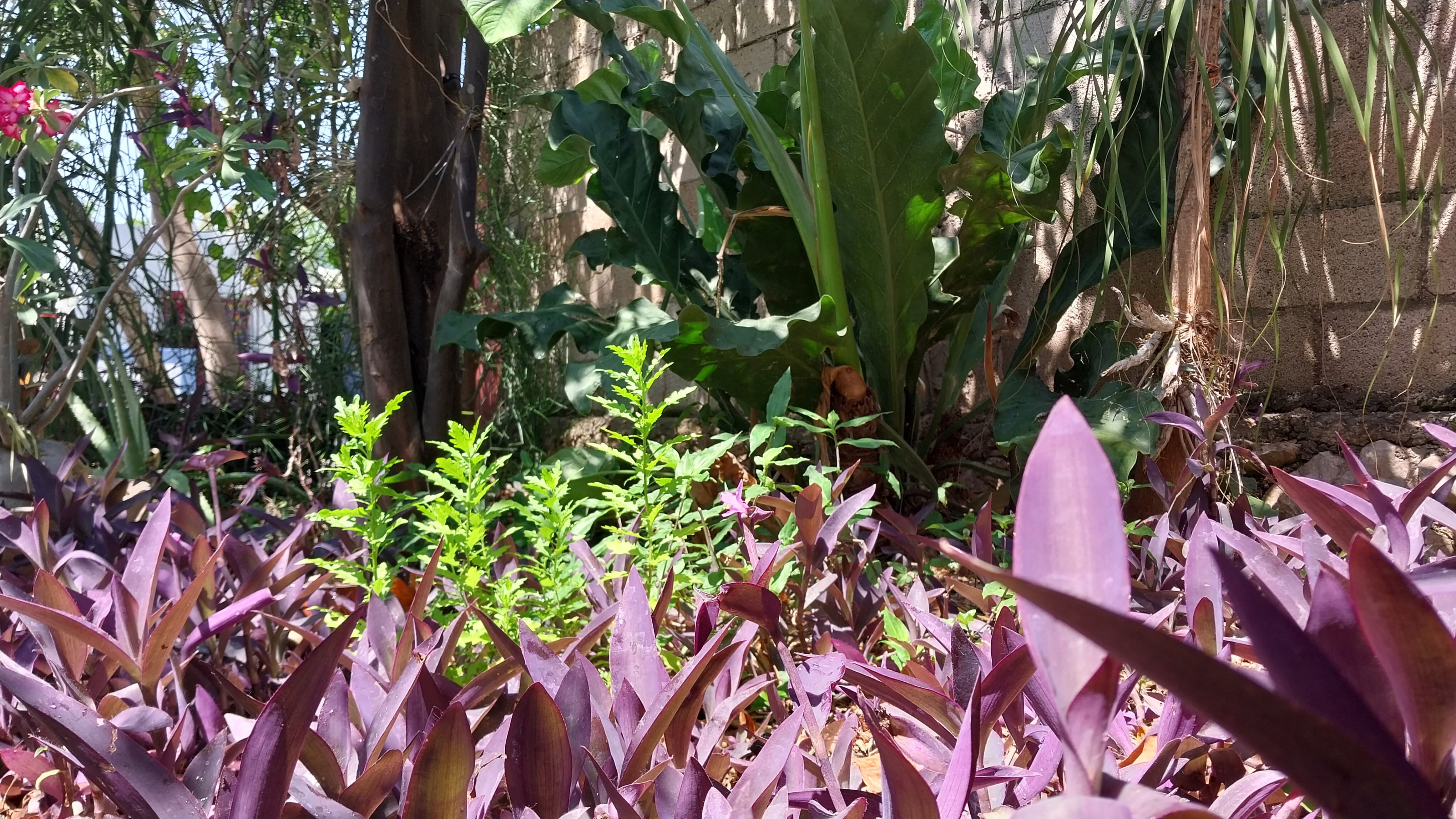 Close up photo of purple and green plants