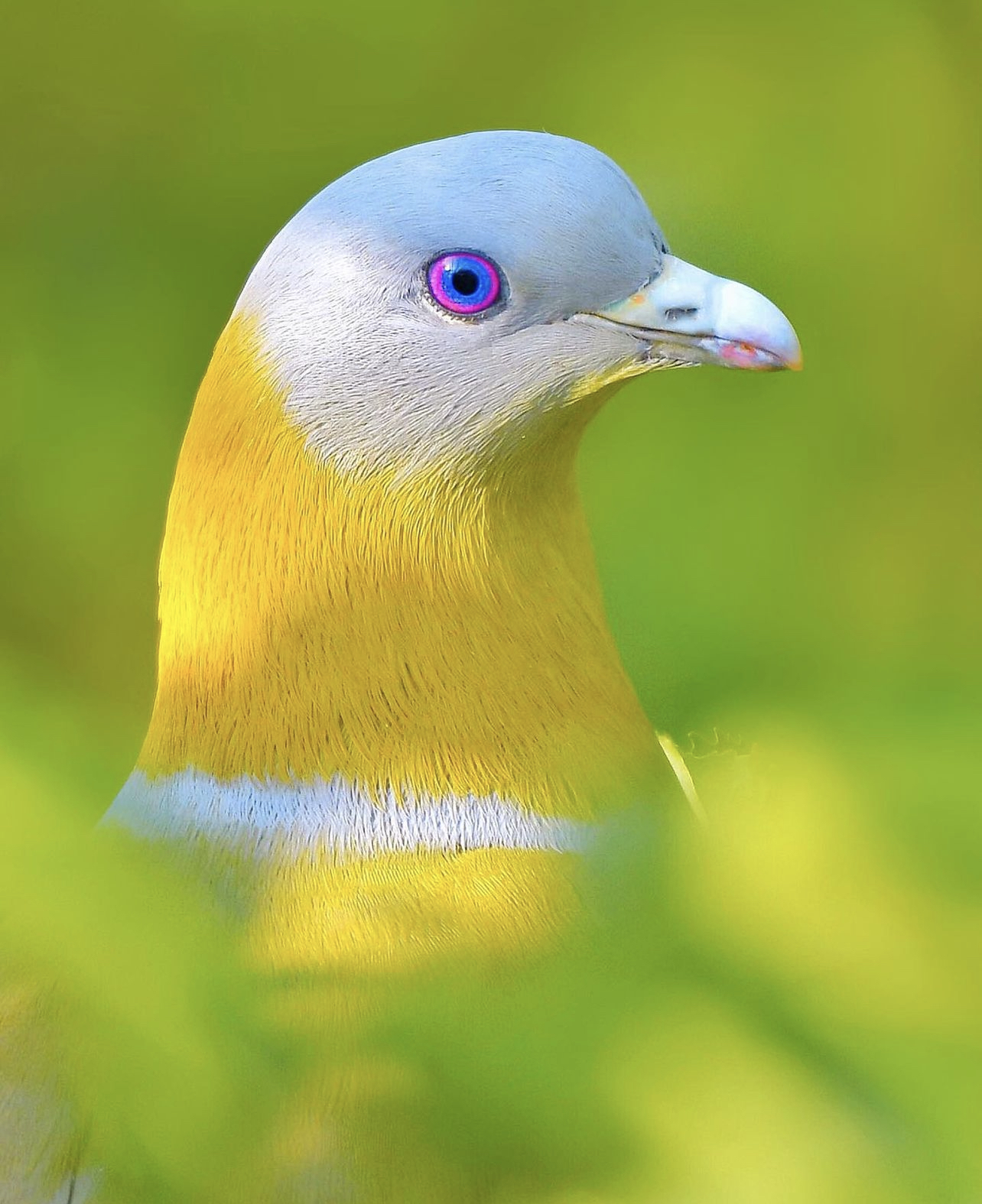A blue and yellow pigeon pokes its head out of the leaves that surround it.