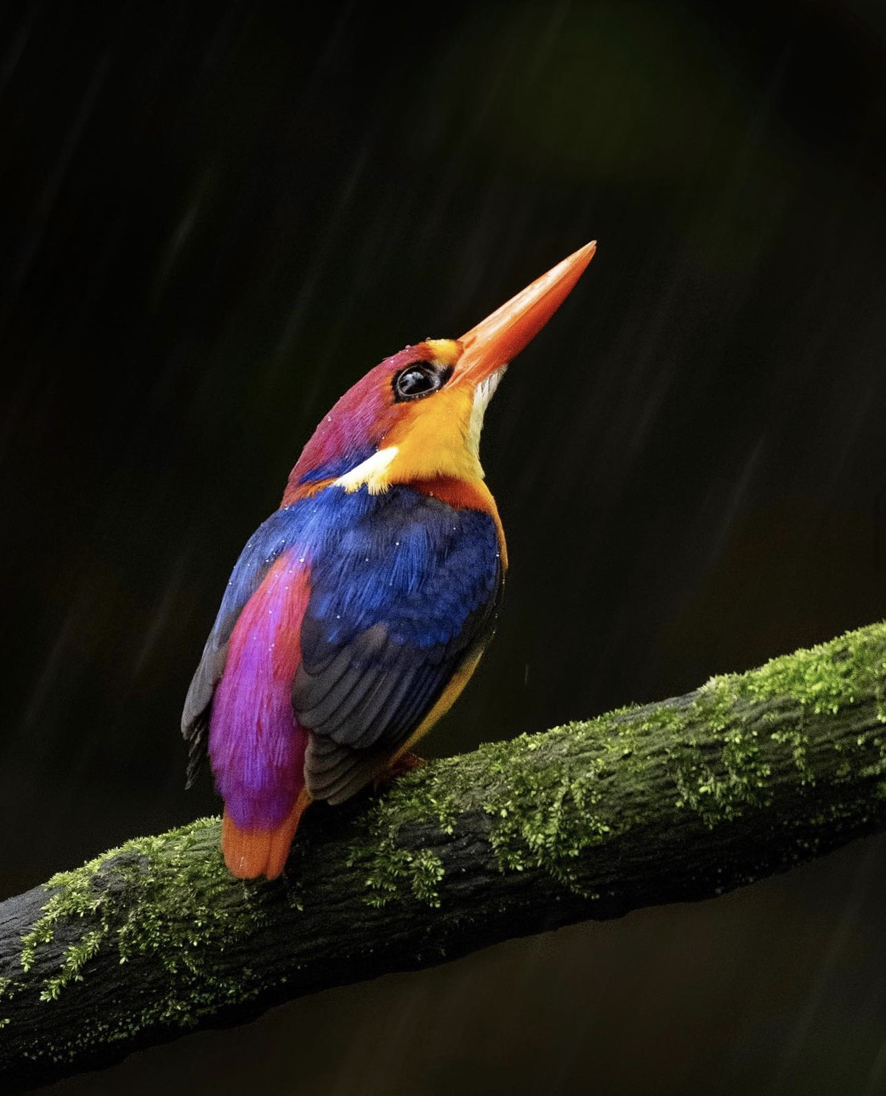 A bright purple, blue, and orange bird looks up as it sits on a branch in the rain.