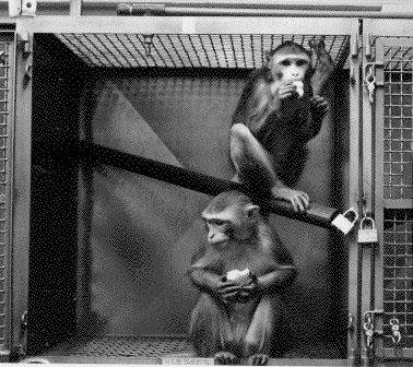 Two primates in a laboratory cage – a similar image to those shown by Nair during her presentation. USDA digital reproduction from Wikimedia.