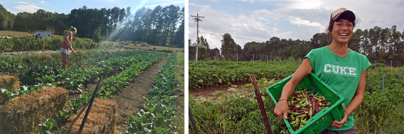 On the left, the farm has neat rows being tended by a person with a hoe. The sunlight is streaming. On the right, Saskia Cornes holds a basket of freshly harvested peppers and is smiling widely. 