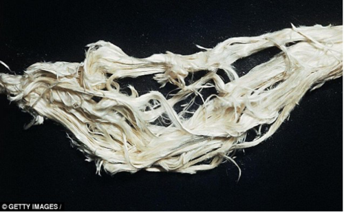   1. Chrysotile asbestos fibers     