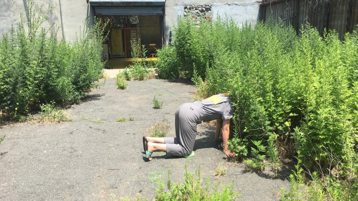  Embodied scientist exploration at Environmental Performance Agency Headquarters, Crown Heights, Brooklyn, July 2017. Photo credit Catherine Grau/Environmental Performance Agency    The Environmental Performance Agency (EPA) is an artist collective using artistic, social, and embodied / kinesthetic practices to advocate for the agency of all living performers co-creating our environment, specifically through the lens of spontaneous urban plants, native or migrant.  Catherine Grau is a New York based artist 