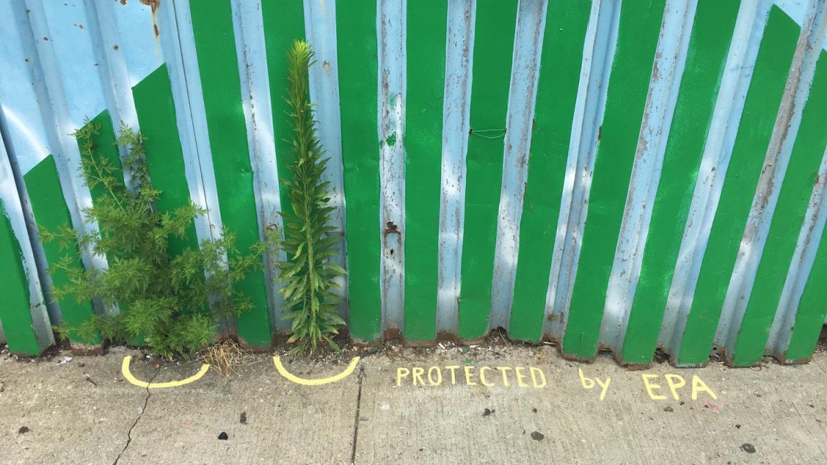 Protected by the EPA: wild urban plants living on the border between sidewalk and fence outside Environmental Performance Agency Headquarters, Crown Heights, Brooklyn, June 2017. Photo credit Catherine Grau/Environmental Performance Agency