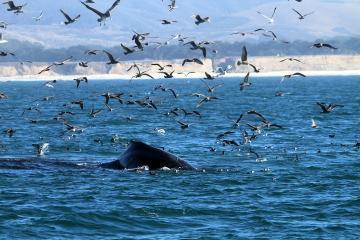 A humpback whale breaches a deep blue ocean surface with sea birds flying all around it.