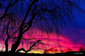 gorgeous blue, pink, yellow sunset by photographer Andrew Niess